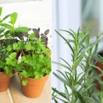 I mix lemon and salt, used in this way they are worth “their weight in gold”: my grandmother taught me this and it still works!