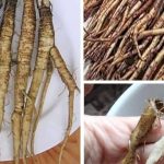 The Most Powerful Fertilizer for Onions, Tomatoes, and Peppers