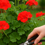 The Most Powerful Fertilizer for Onions, Tomatoes, and Peppers