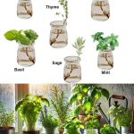 The Fascinating World of Morel Mushrooms: Types, Benefits, and Safe Usage