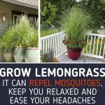 9 Popular Herbs That Need Regular Pruning For Healthier Growth