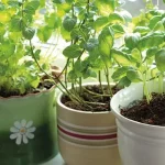 Creative And Fun DIY Garden Stepping Stone Ideas