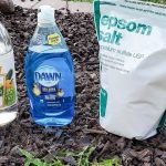 10 Reasons to Plant a Rosemary Hedge (& How to Do It)