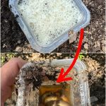 Corn Silk: 30 Health Benefits and How to Use It