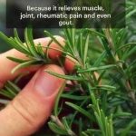 Rose Pistachio Cheesecake Ice Cream Recipe 