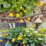 Date Seed Coffee: A Caffeine-Free Alternative with Surprising Benefits