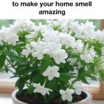 How to Water the Plants for a Month at No Cost