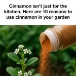 Tea bags are a gardener’s nourishment source. Here’s why.