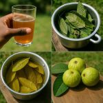 The Health Benefits and Uses of Broadleaf Plantain (Plantago major)