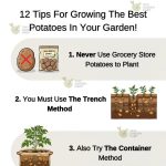 When and How to Prune Hydrangeas? The Plant Will Explode with Flowers!