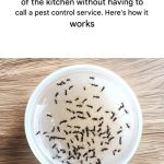 The easiest way to make avocado oil