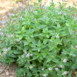 How to Kill Rats with Salt