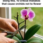 What Does It Mean If Your Honey Crystallizes?