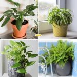 15 Perennials for Pots and Containers That Keep Coming Back, Year After Year