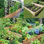 Benefits You Didn’t Know About Lemon Seeds – Don’t Throw Them Away!