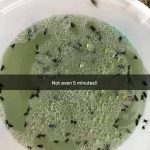 How to Make Fennel Tea