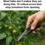 12 Plants That Benefit From Eggshells (Don’t Throw Them Away!)