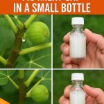 Cutting melon: essential techniques for a tasty harvest