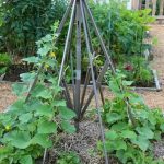 How to Grow Sacks Full of Potatoes: Discover the Surprising Trick That Will Amaze You