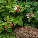 So Have You Ever Wondered Why Cockroaches Visit Your House?