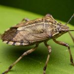 15 Perennials for Pots and Containers That Keep Coming Back, Year After Year