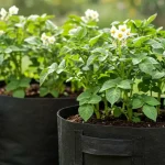 Why Every Gardener Should Plant Zinnias This Year