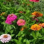 How to Grow Potatoes in Soil Bags