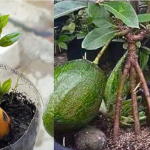 Put cloves in a lemon and see what happens.