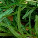 Why Every Gardener Should Plant Zinnias This Year