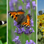 Know What You’re Buying: Store Beef vs. Farm Beef — What’s the Real Difference?