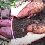 Cotton Balls in Flower Pots: Nurture Your Plants with Nursery Secrets!