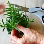 Shed Pounds Naturally: My Apple and Ginger Success Story