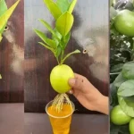 Put cloves in a lemon and see what happens.