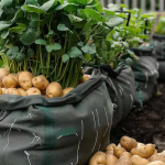 Cutting melon: essential techniques for a tasty harvest