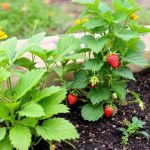 Benefits You Didn’t Know About Lemon Seeds – Don’t Throw Them Away!