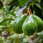Revolutionary Tomato Growing Hacks for a Bountiful Harvest