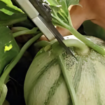 Discover the Magic of Fig Milky Sap – A Nature’s Remedy