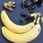 Wild Lettuce Sap – The Herbal Pain Reliever You Need to Know About