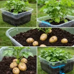 Bell peppers are big and sweet if you Grows them by this method, growing peppers from seeds