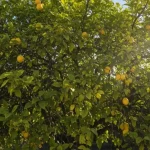 Add just 1 spoonful and see what happens to peppers, tomatoes, and cucumbers!