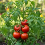 Why tutor tomatoes and how?…
