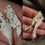 The Secret Power of Burying a Banana Before Planting Peppers