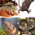 Put 1 Glass of Salt in a Car: Surprising Hack Every Driver Needs to Know