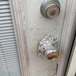 Place it in your home and you will never see flies or mosquitoes again – the natural remedy