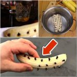 Are Ladybugs Good or Bad for Plants?