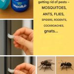 How to Get More Lavender Flowers This Summer: Proven Tips for a Fragrant, Flower-Filled Garden