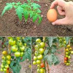 The True Meaning Behind Green Porch Lights: What This Powerful Symbol Really Stands For