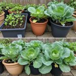 Discover the Surprising Benefits of Putting a Bay Leaf in Your Socks