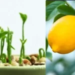 Hydrating Fruit Punch