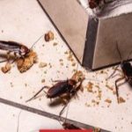 How to Build a Walipini Greenhouse for Growing Year-Round